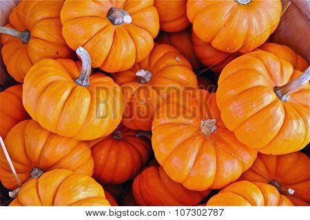 Baby Pumpkins