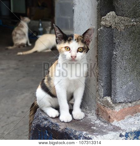 Homeless Tricolor Kitten