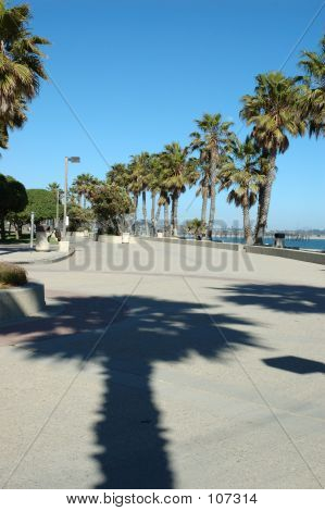 Palm Shadow