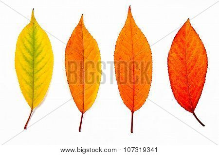 Collection Autumn Leaves Of Cherry Tree Isolated On White.