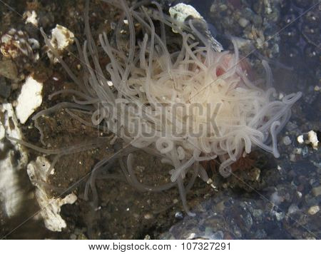 Terebellid worms. Spaghetti worms