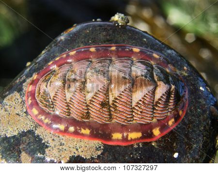 Tonicella lineata, Lined chiton,