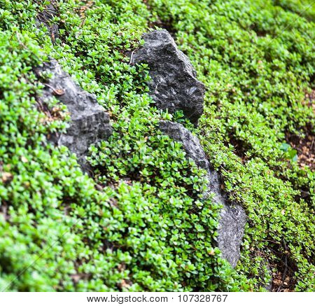 Lush Vegetation On The Green Mountainside