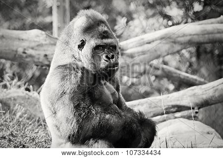 Silverback Gorilla Black and White