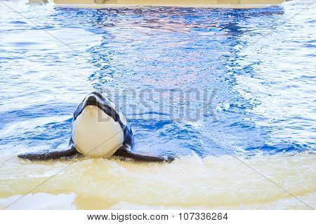 Water Show With Killer Whales In The Pool, Loro Parque, Tenerife