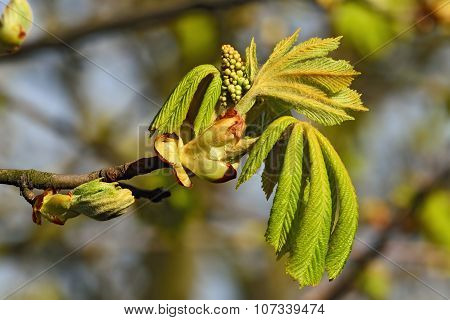 Inflorescences And Young Leaves Of Chestnut (lat. Castanea)