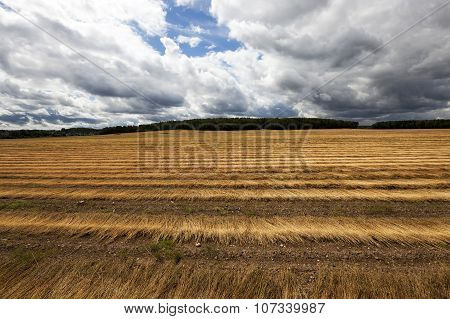 Flax field . autumn
