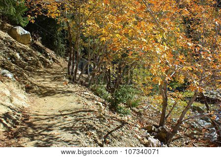 Autumn Hiking Trail