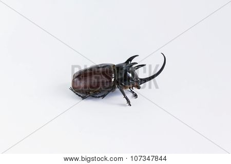 Uncommon and rare stuffing five horns beetles remains  on white background