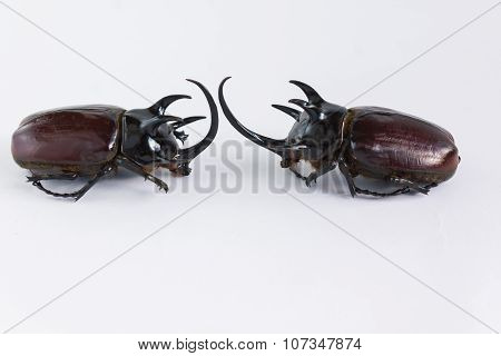 Uncommon and rare stuffing five horns beetles remains  on white background