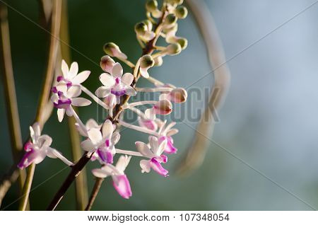 Seidenfadenia Mitrata Is Native To Thailand And To Myanmar Burma