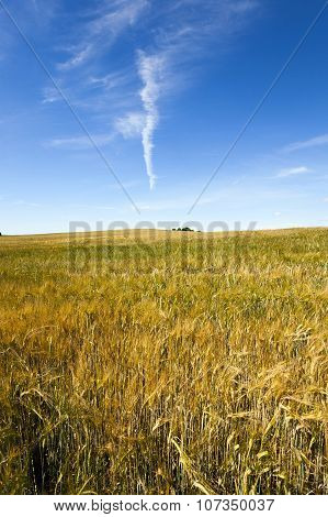 Agricultural Field On Which Grow Up Ready To Harvest Ripe Yellow Cereals