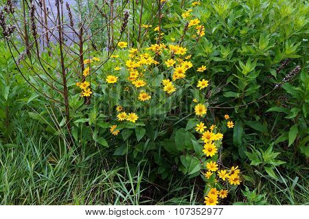 Prairie Rosinweed