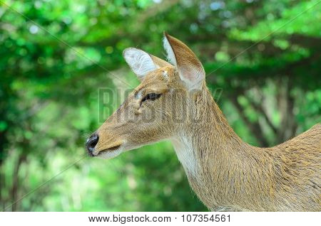 Eld's deer also known as the thamin or brow-antlered deer.