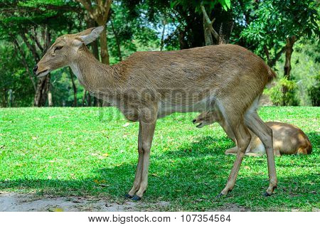 Eld's deer also known as the thamin or brow-antlered deer.