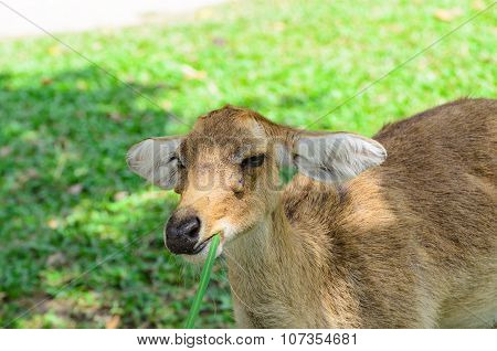 Eld's Deer Also Known As The Thamin Or Brow-antlered Deer.
