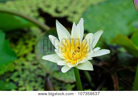 A water flower also called a lotus - in a pond surrounded by floathing leaves.
