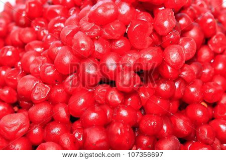 Harvest Of Red Schizandra