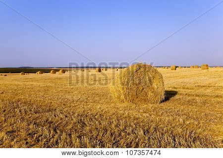 Haystacks Straw Lying In The Agricultural Field After Harvest. Summer