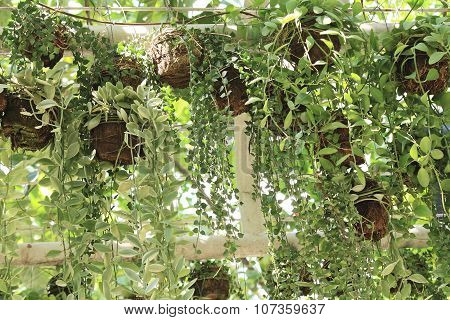 Dischidia nummularia Variegata