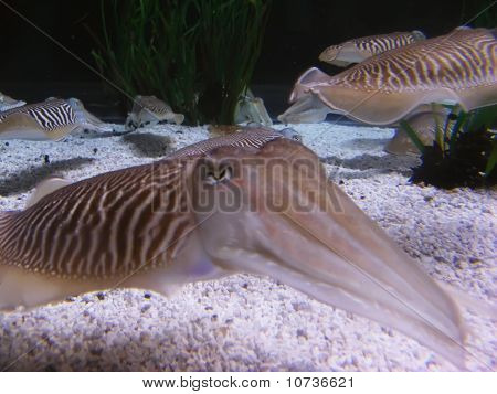 Seppie all'acqua