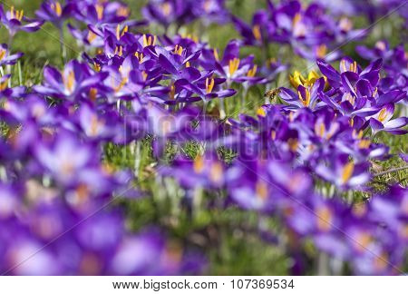Purple crocus flowers with bee at the background, London, UK