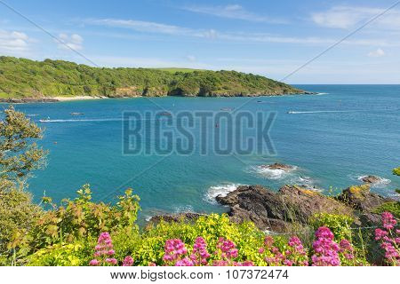 Salcombe Devon coast England uk in summer with pink flowers