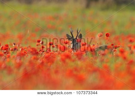 Roe Deer
