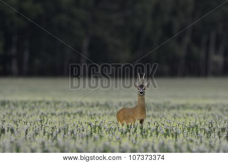 Roe Deer