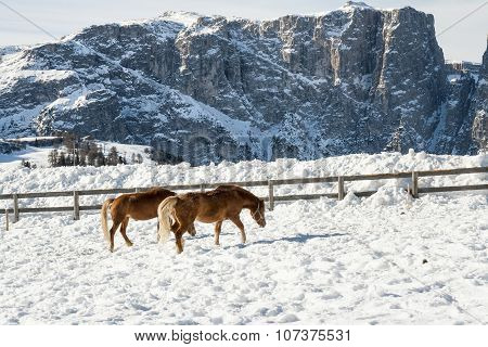Magnificent Ponies On The Snow. Dolomites. Val Di Fiemme, Italy