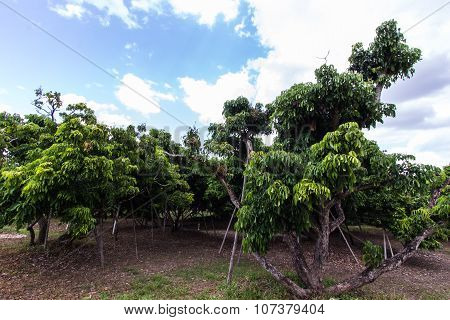 Longan Garden