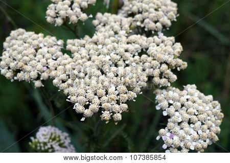 Common Yarrow