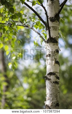 Vertical Birch Trunk Against Blurred Green Background Of In Russia