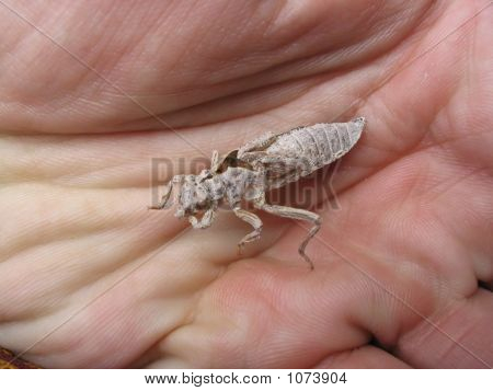 Chitin krunýře #2