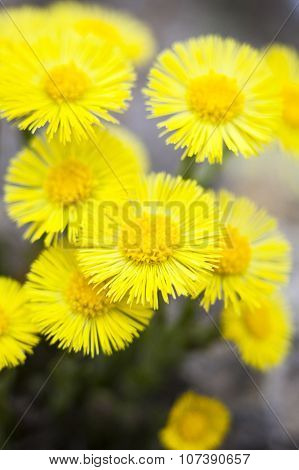 Yellow Coltsfoot Flowers (tussilago Farfara)