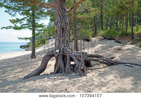 The big pine tree with air roots on the coast of Lake Baikal. Grandmother Bay