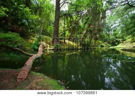 The Terra Nostra Garden On Sao Miguel Island, Azores.