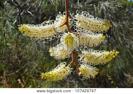 Wiry Spider Flower: Grevillea Eriobotrya