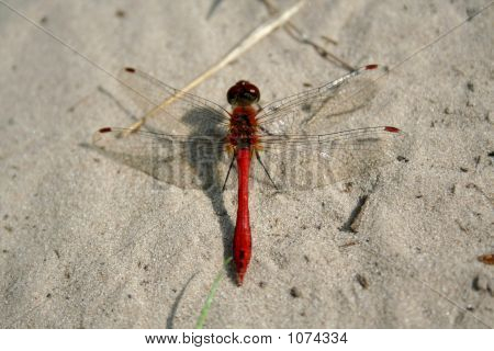 Dragon-Fly
