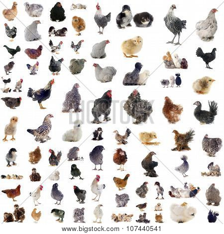 Group Of Chickens