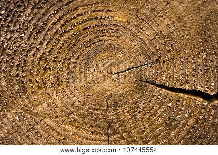 tree trunk