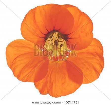 Nasturtium