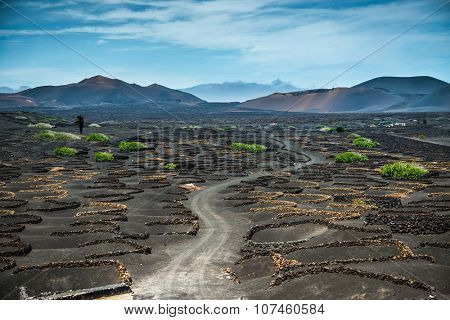 Vineyards in La Geria, Lanzarote, canary islands, Spain