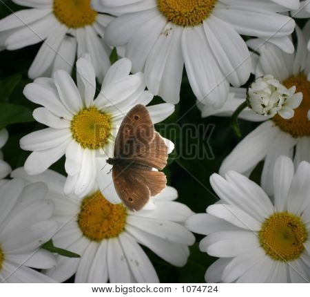 Ćma