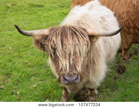 Scittish highland cow