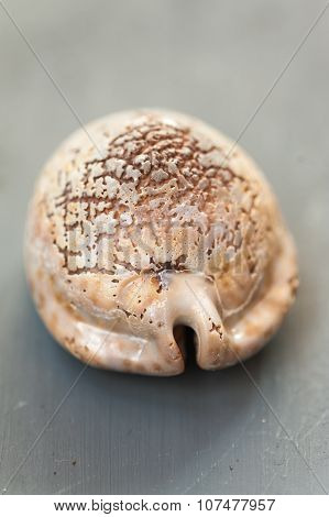 Sea shell