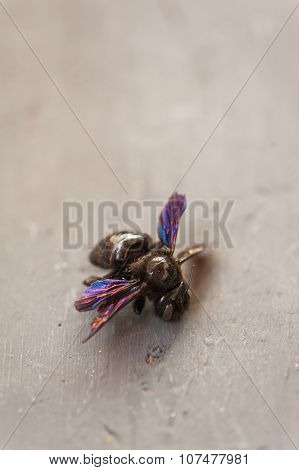 Violet bee