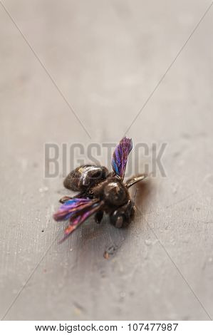 Violet bee