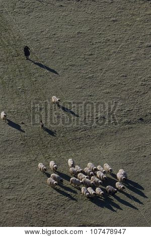 Woman With Sheep Herd