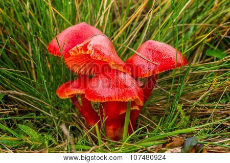 Inedible Fungus  Hygrocybe Coccinea